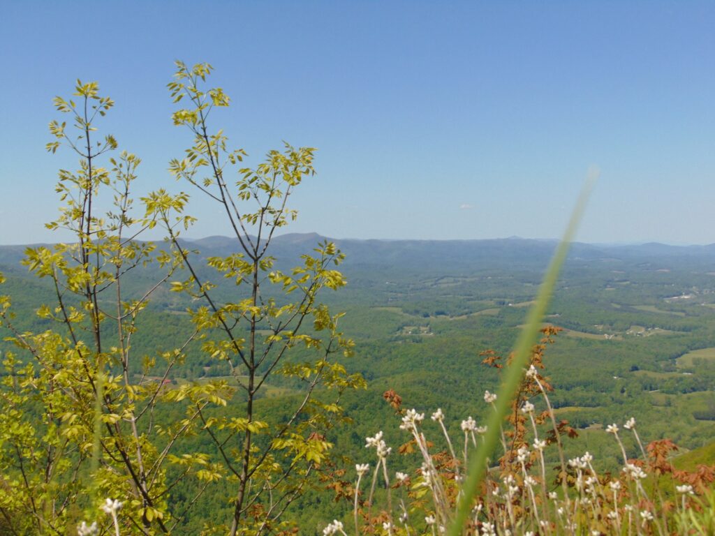 Overlook with wildflowers