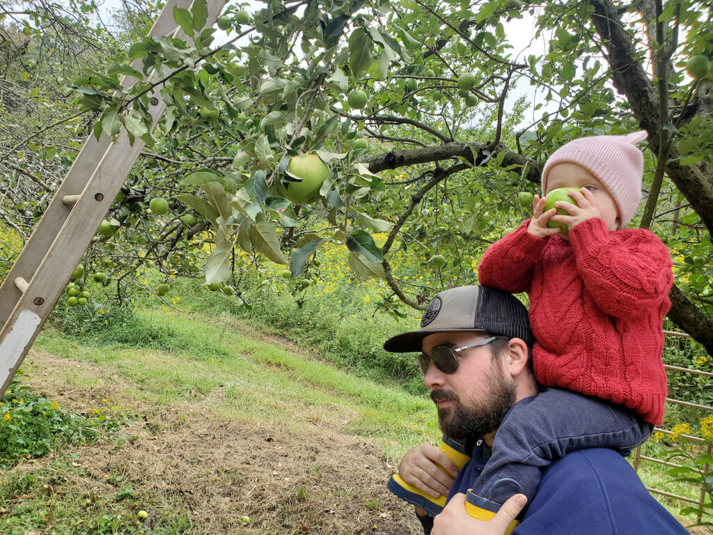 Child on father's shoulders eating an apple