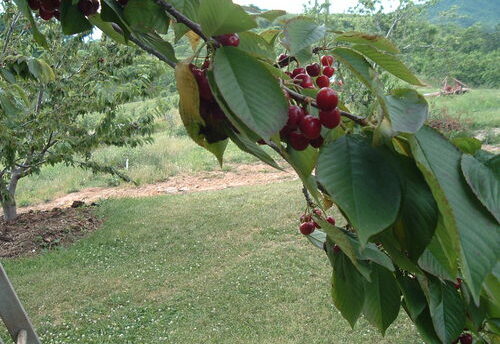 Cherries ready to pick