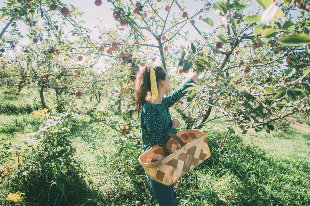 Girl in orchard with basket