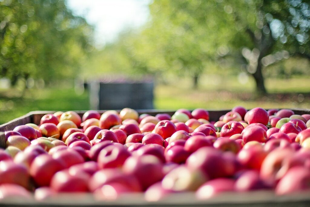 Apples in a barrel